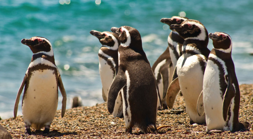 pinguinos, puerto madryn