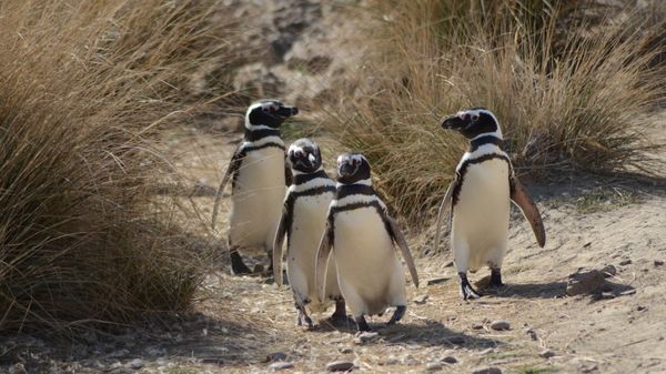 pinguinos, peninsula valdes