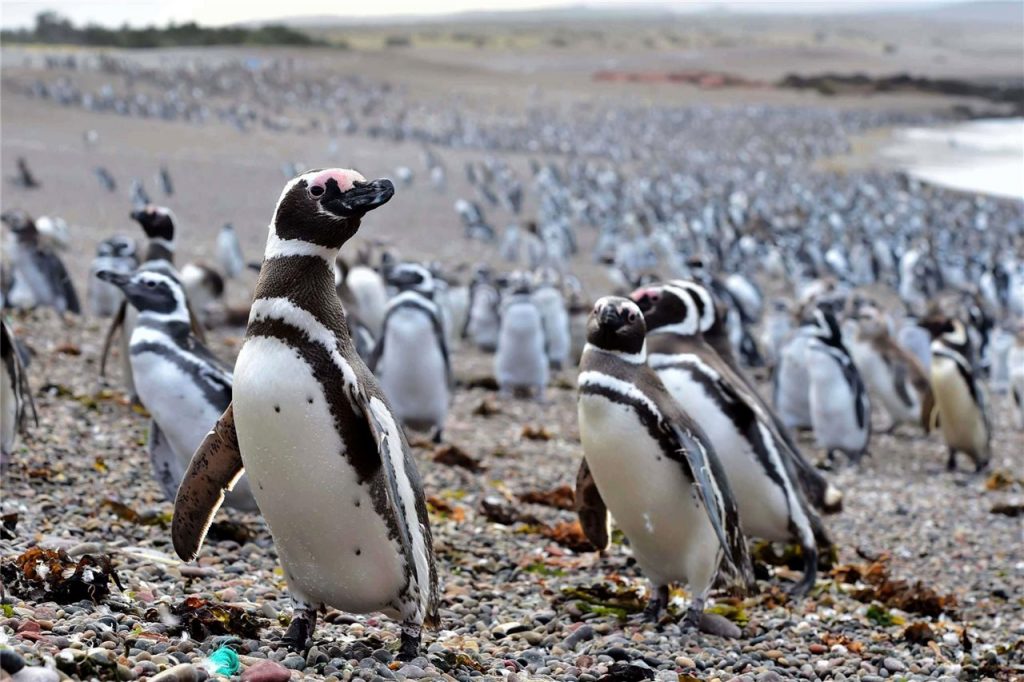 pingüinos magallanes
